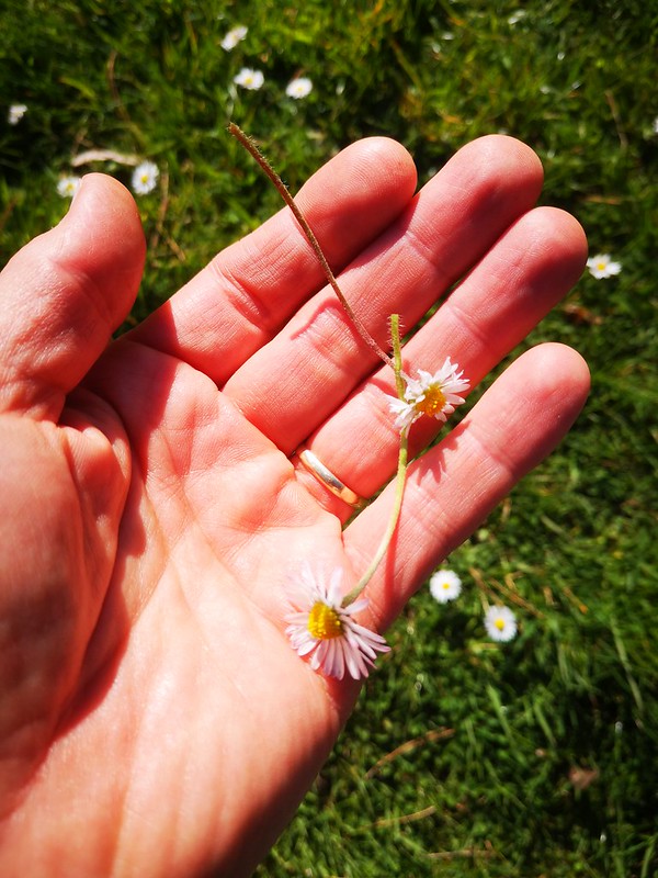 man's left hand holding a 2-flower daisy chain above grass with daisies. 